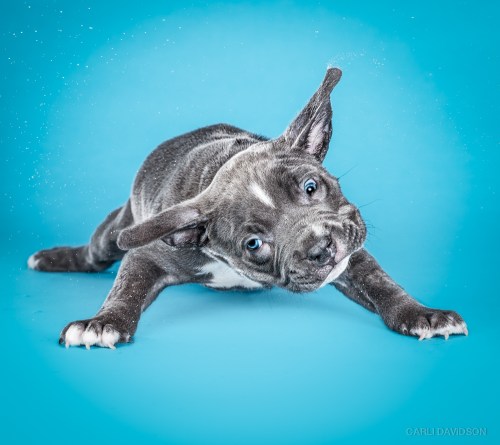 Carli Davidson Pet Photography