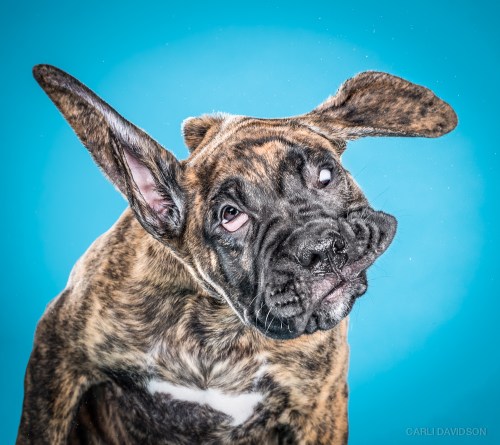 Carli Davidson Pet Photography